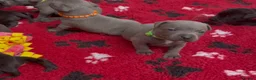 Staffordshire Bull Terrier dogs for sale: KC Health Tested Staffordshire Bull Terriers - Advert 2