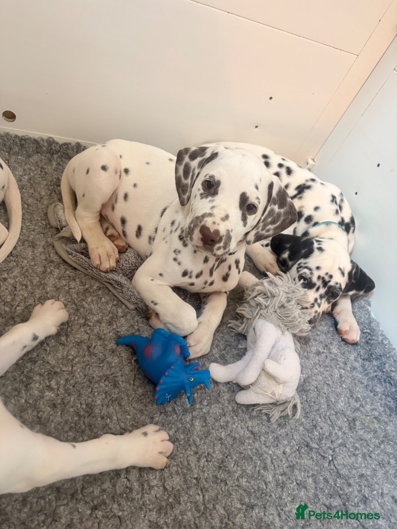 Dalmatian dogs for sale: Outstanding champion bred Kc Reg Dalmation puppys - Advert 4