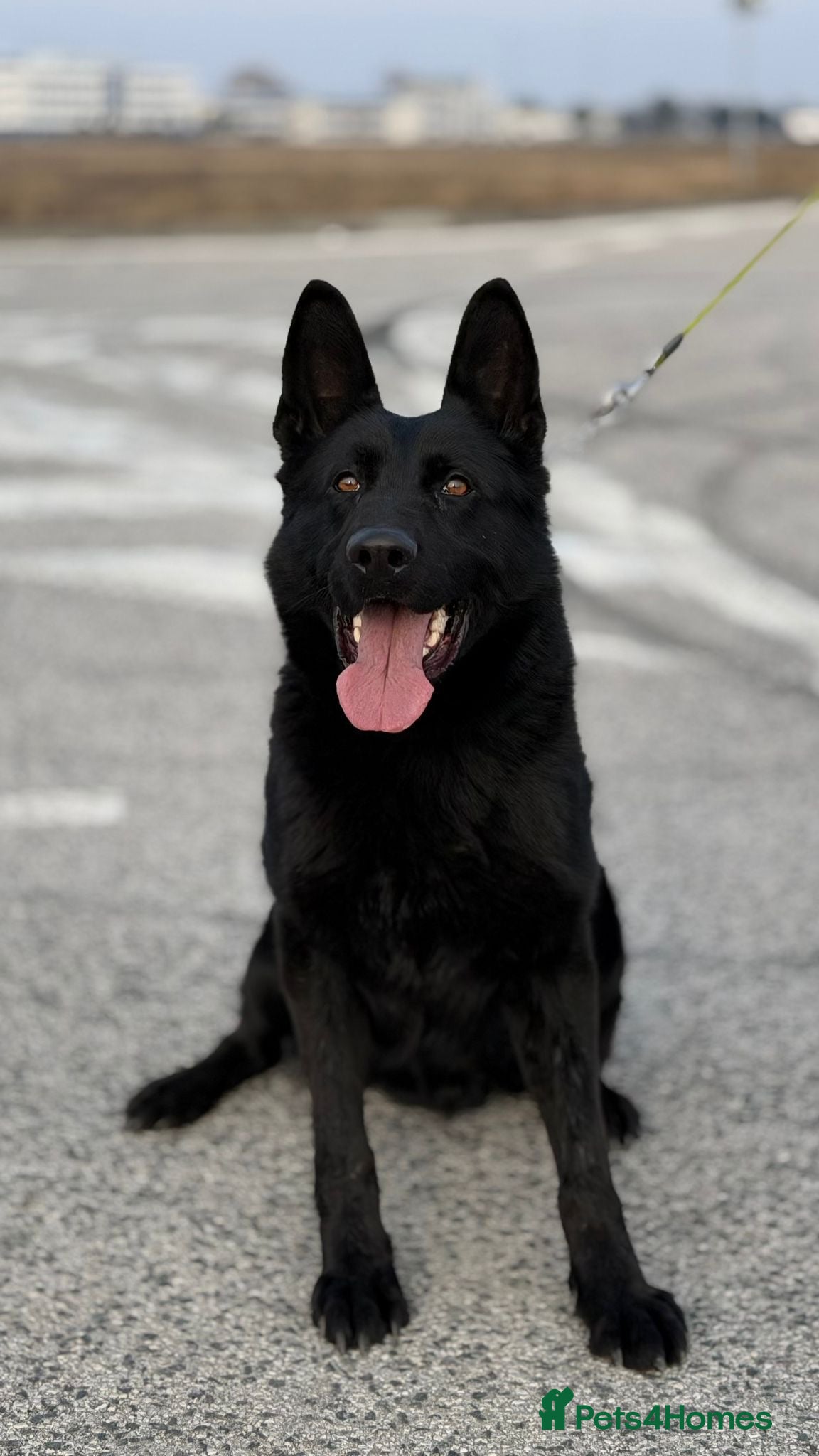 German Shepherd dogs All black gsd for stud  - Advert 1