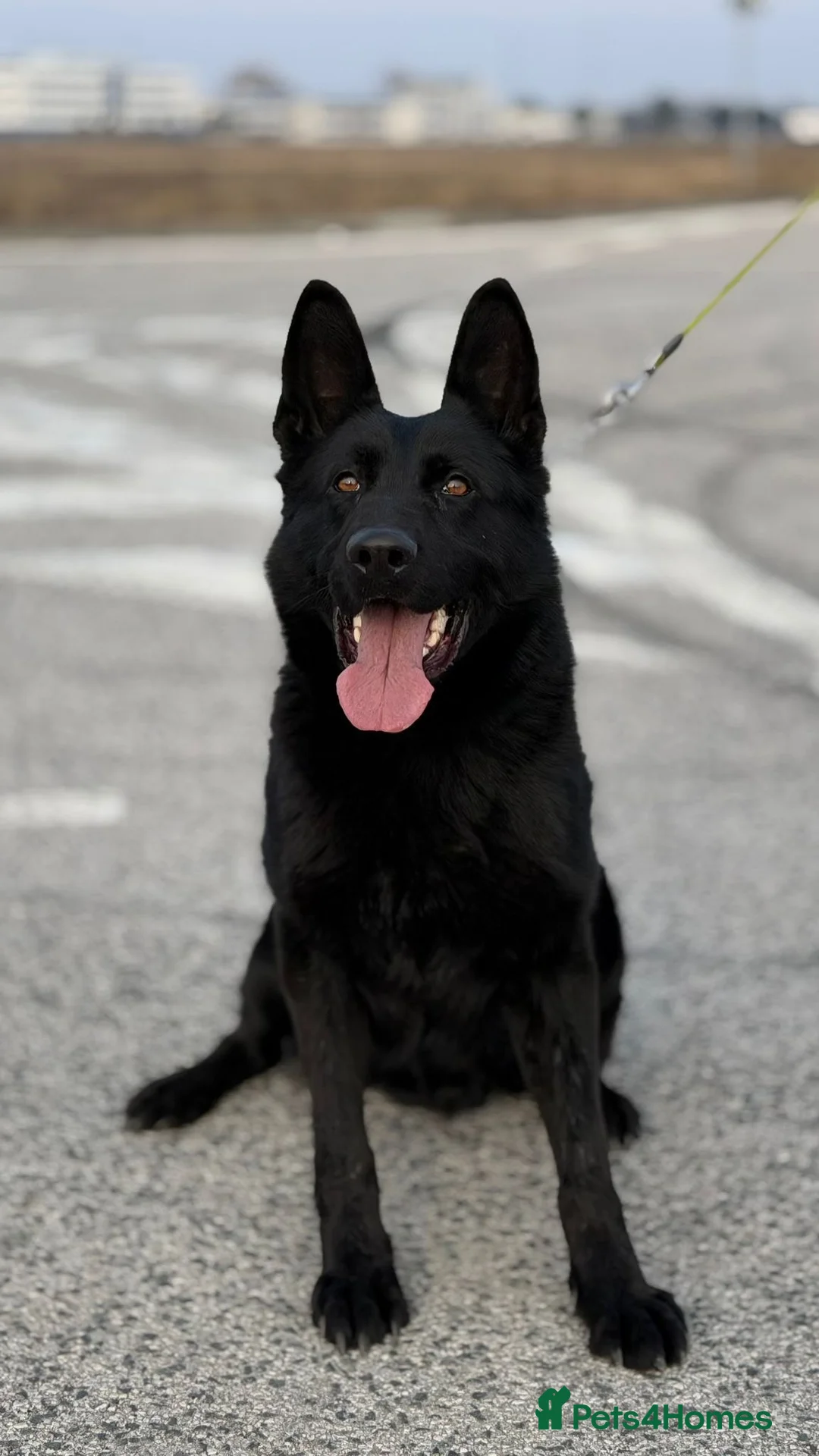 German Shepherd dogs for stud: All black gsd for stud  in Wilmslow - Advert 1