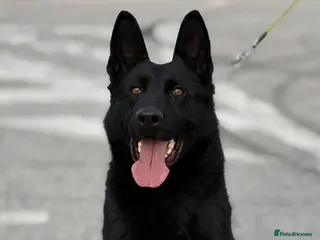 German Shepherd dogs All black gsd for stud - Advert 1