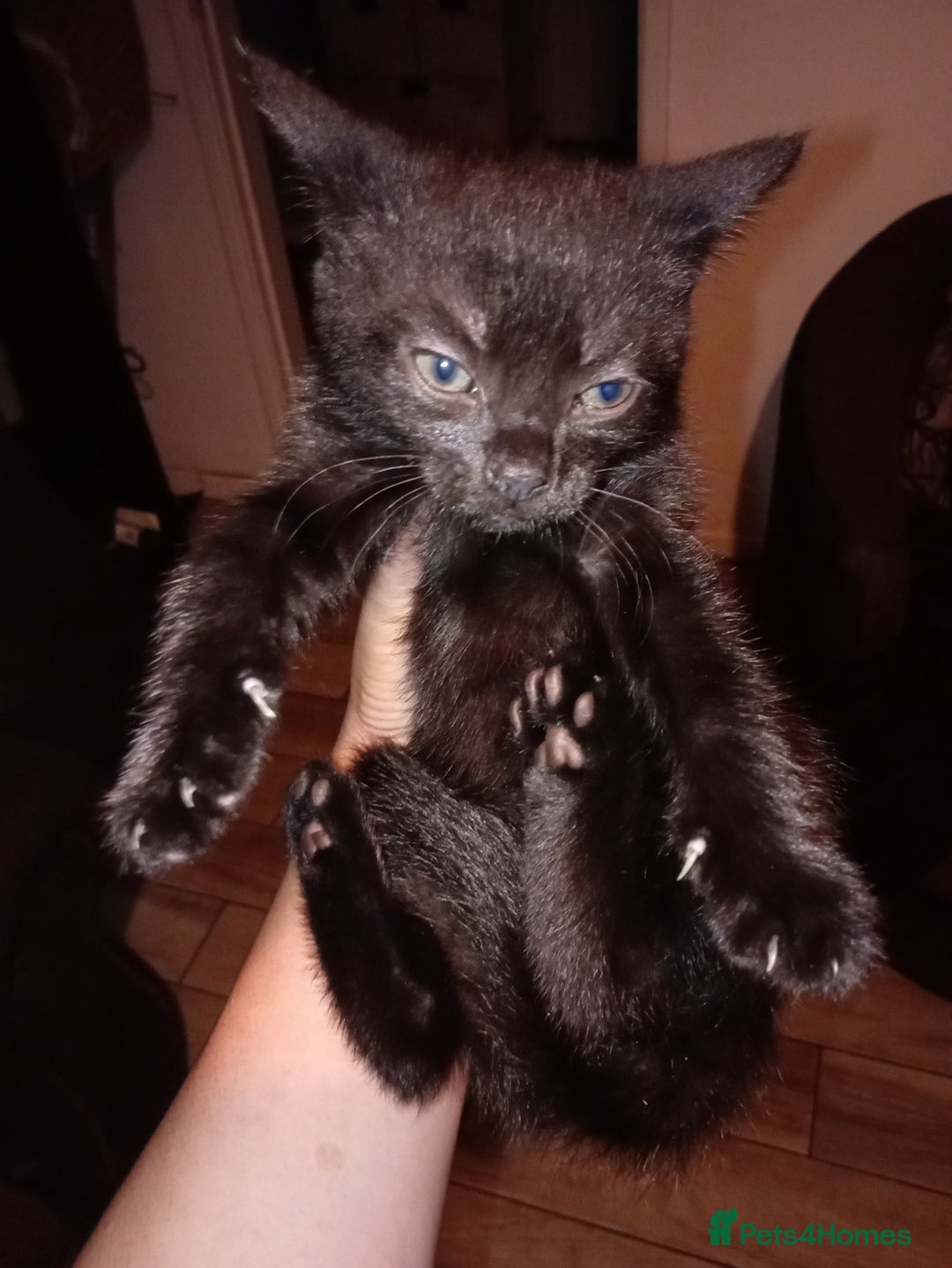 Mixed Breed cats for sale: 2 tabby girls 1 black girl - Image 5