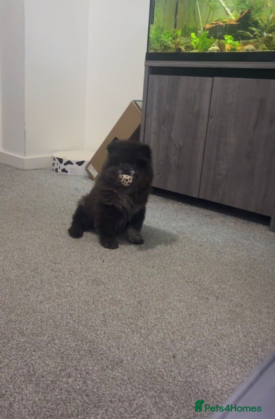 Chow Chow dogs for sale: Male chow chow  - Advert 4