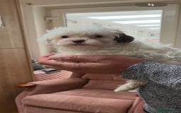Maltese dogs for sale: Maltes - Image 7