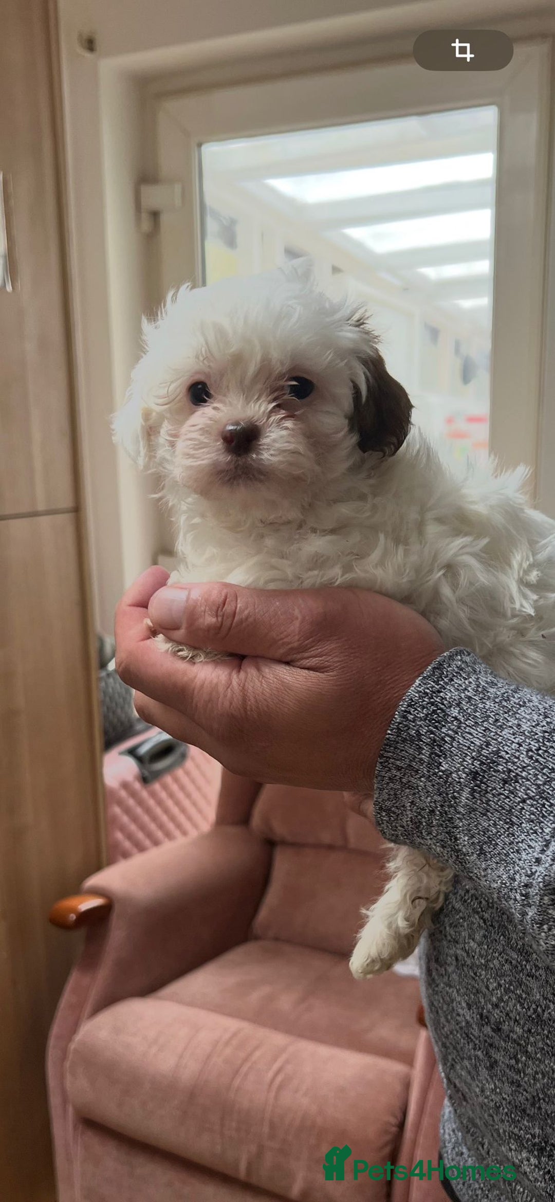Maltese dogs for sale: Maltes - Image 7