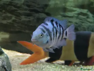 Cichlids fish Polar parrot fish for sale - Advert 10