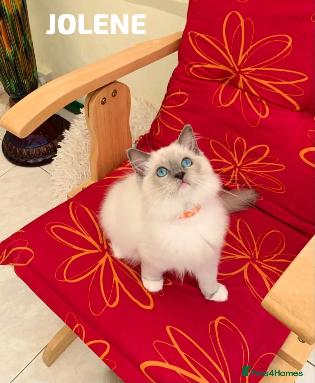 Ragdoll cats for sale: Stunning fluffy blue-point ragdoll female kittens  - Advert 18