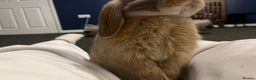 Mini Lop rabbits for sale: Male mini lop - Advert 2