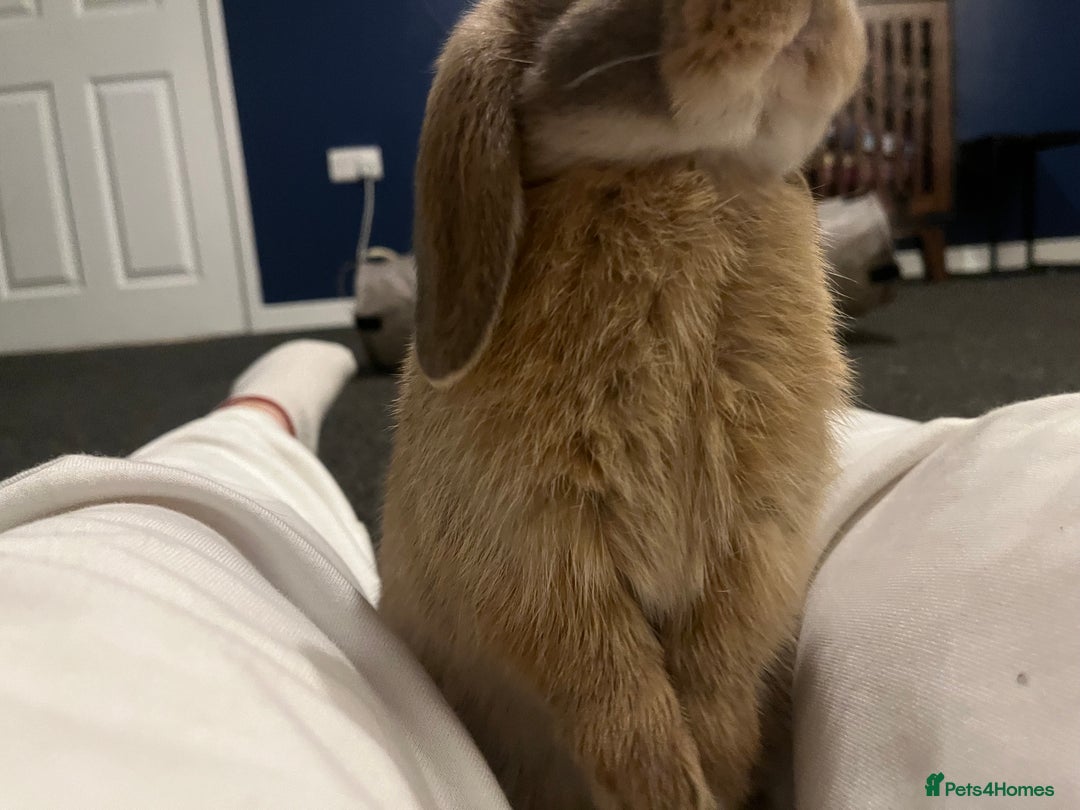 Mini Lop rabbits for sale: Male mini lop - Advert 2