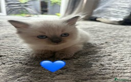 Ragdoll cats for sale: 6 blue point ragdolls for sale 5 boys 1 girl  - Image 12