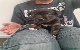 Mixed Breed dogs for sale: Lab x staffy - Image 1