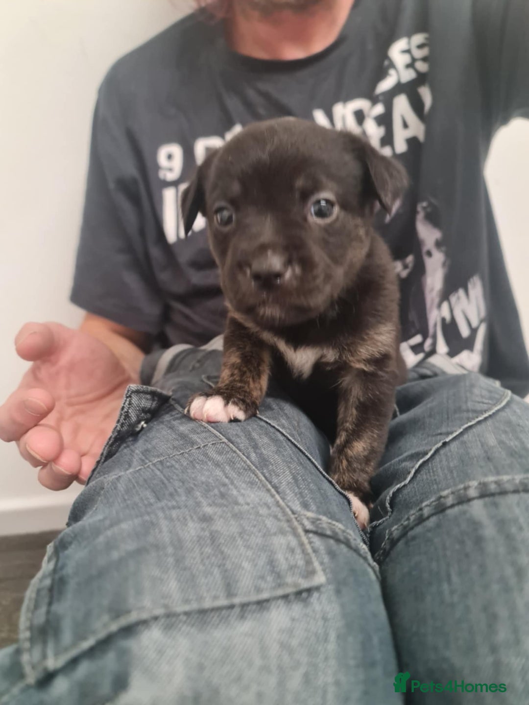 Mixed Breed dogs for sale: Lab x staffy - Image 1