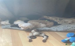 Bordoodle dogs for sale: 8 beutifull bordoodle puppys - Image 1