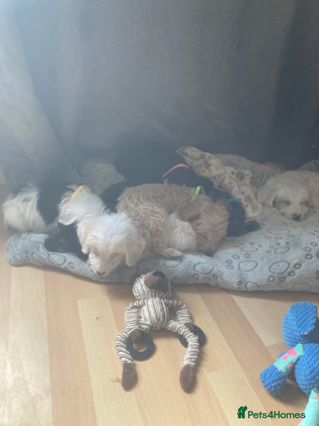 Bordoodle dogs for sale: 8 beutifull bordoodle puppys - Image 1