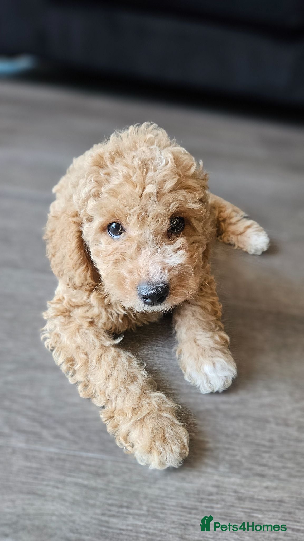 Mini Goldendoodle dogs Toy F1B golden doodle pups ~ ready to go.... - Advert 2