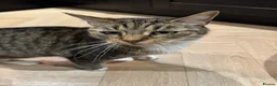 Mixed Breed cats for sale: Gorgeous tabby cat - Advert 2