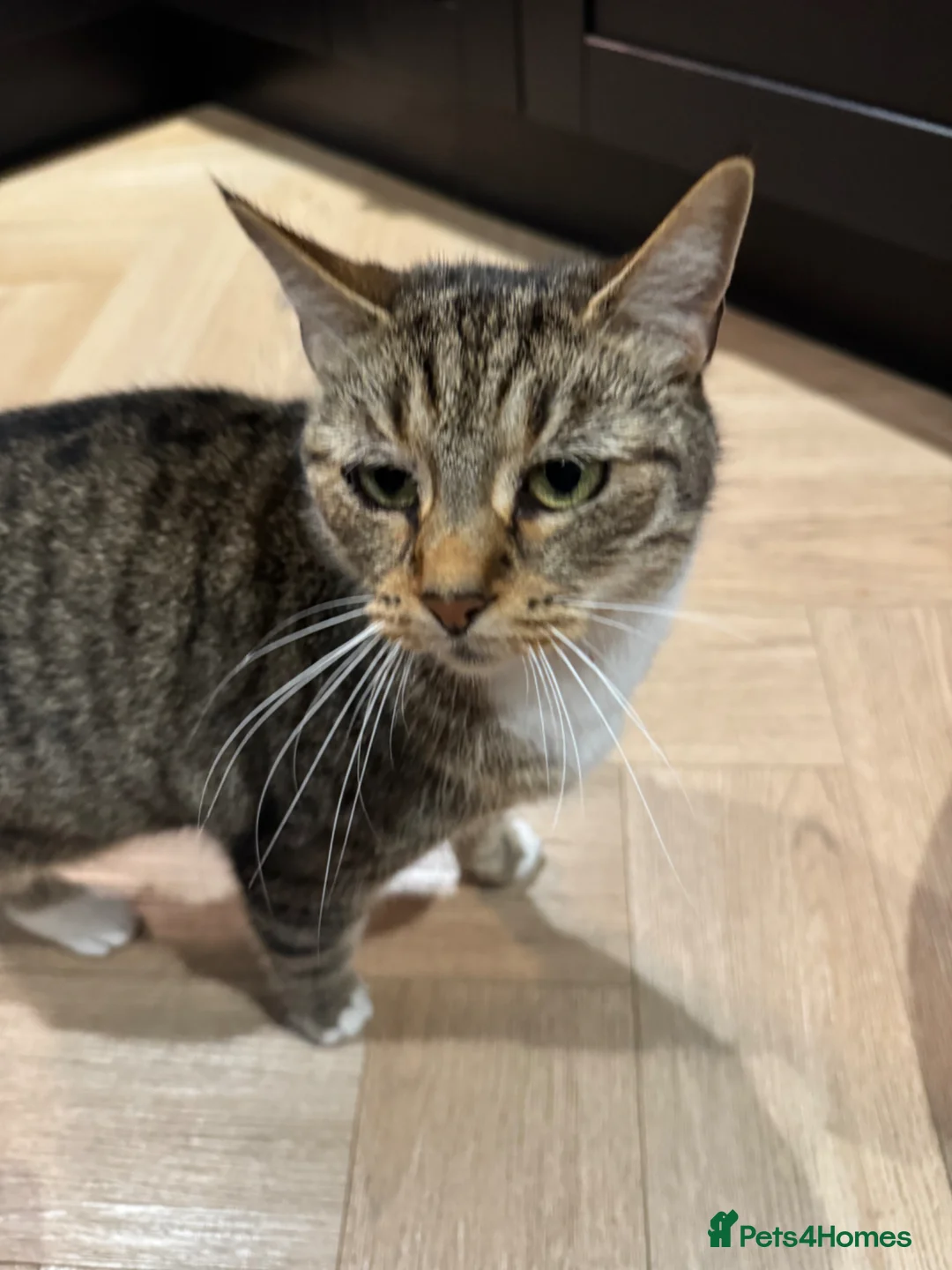 Mixed Breed cats for sale: Gorgeous tabby cat - Advert 2