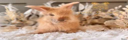 Angora rabbits for sale: Fully Vaccinated Angora Litter - Advert 16