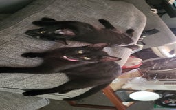 British Shorthair cats for sale: 2 black cats - Image 1