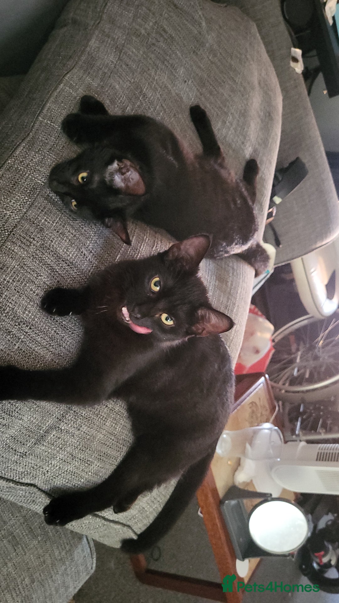 British Shorthair cats for sale: 2 black cats - Image 1