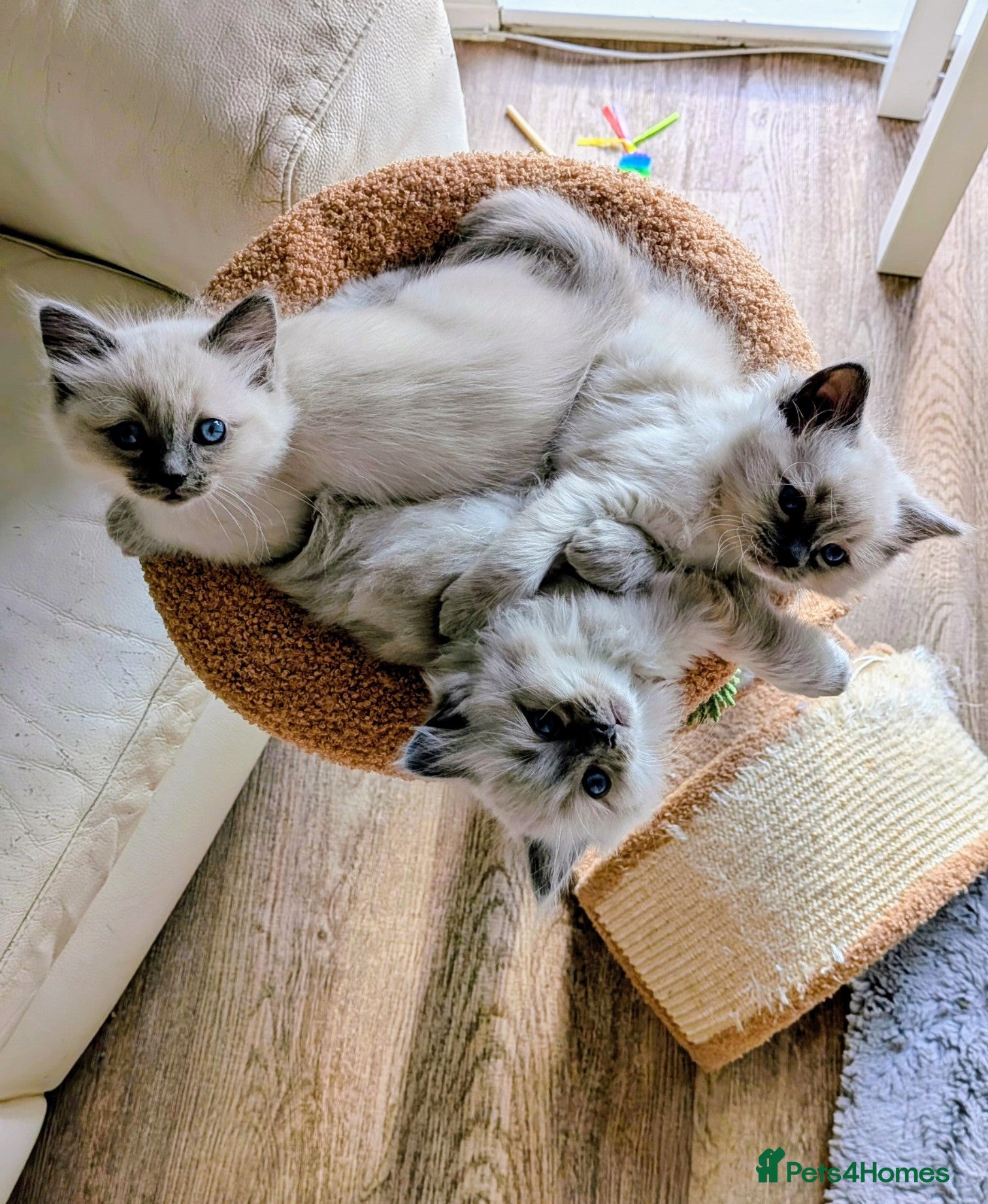 Ragdoll cats Beautiful ragdoll kittens  - Advert 2