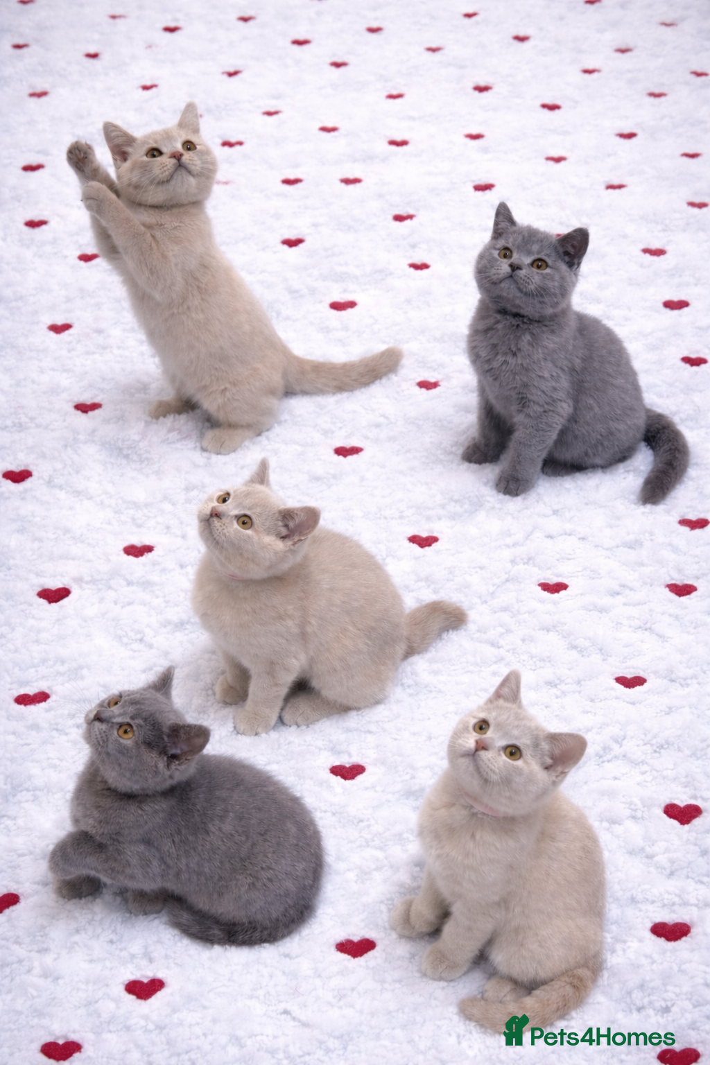British Shorthair cats British Shorthair Kittens  – GCCF Active Parents - Advert 6