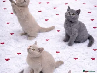 British Shorthair cats British Shorthair Kittens – GCCF Active Parents - Advert 6