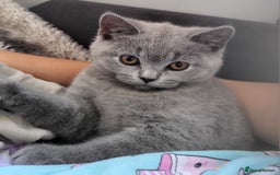 British Shorthair cats for sale: Beautifully british shorthair  kittens ready to go - Image 2