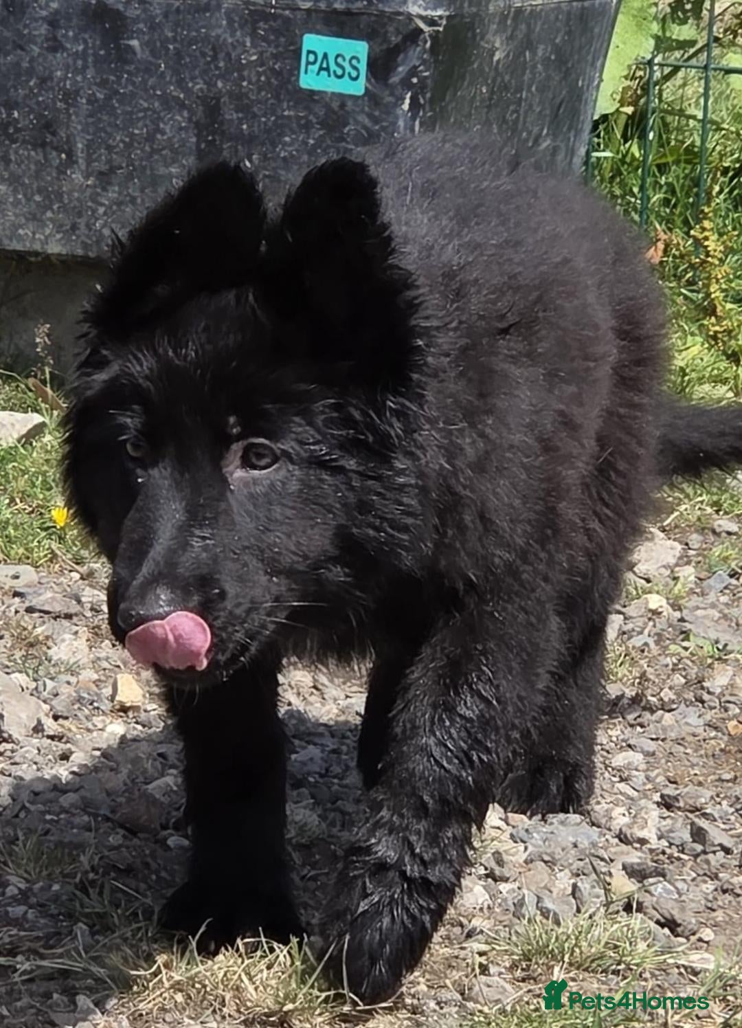 German Shepherd dogs for sale: Dark German Shepherd Females - Image 8