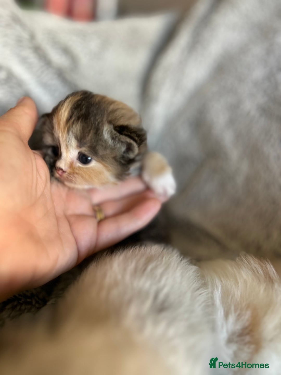 Ragdoll cats for sale: Ragdoll X Persian kittens - Image 12