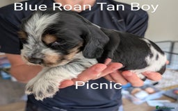 Cocker Spaniel dogs for sale: KC Show Cocker Spaniel pups  - Image 5