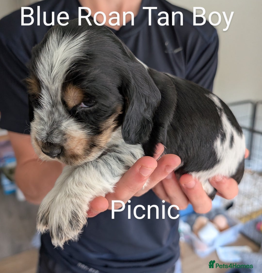 Cocker Spaniel dogs for sale: KC Show Cocker Spaniel pups  - Image 5