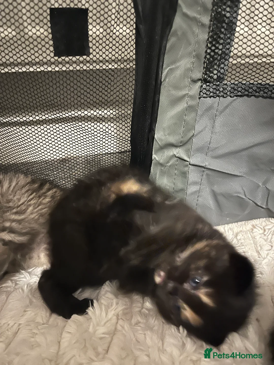 Mixed Breed cats for sale:  2 mixed breed kittens  - Advert 3