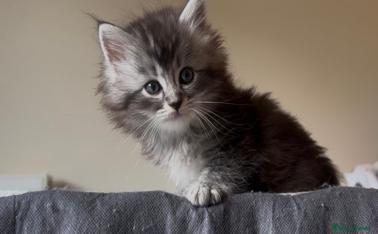 Persian cats - Advert 3
