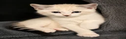 Mixed Breed cats for sale: Norvegian forest cross kittens - Advert 5