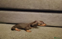 Miniature Dachshund dogs for sale: Miniature Dachshund  - Image 2