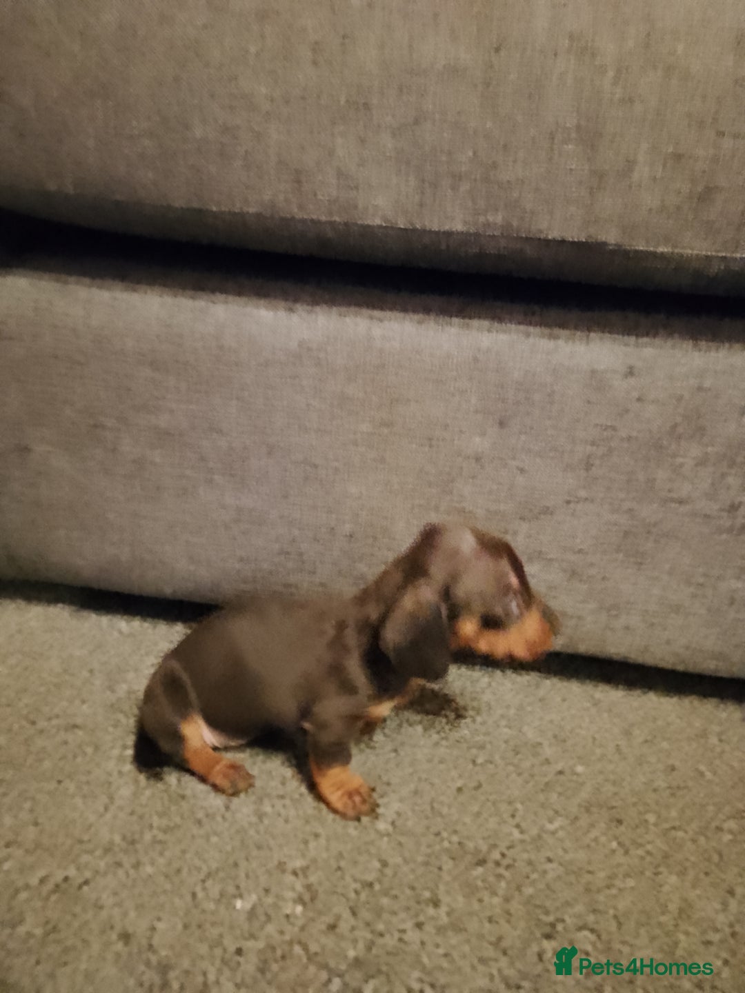 Miniature Dachshund dogs for sale: Miniature Dachshund  - Image 2