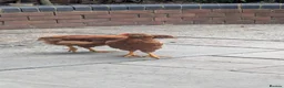 Chickens poultry for sale: Two 8 weeks old chickens for sale  in Letchworth Garden City - Advert 2