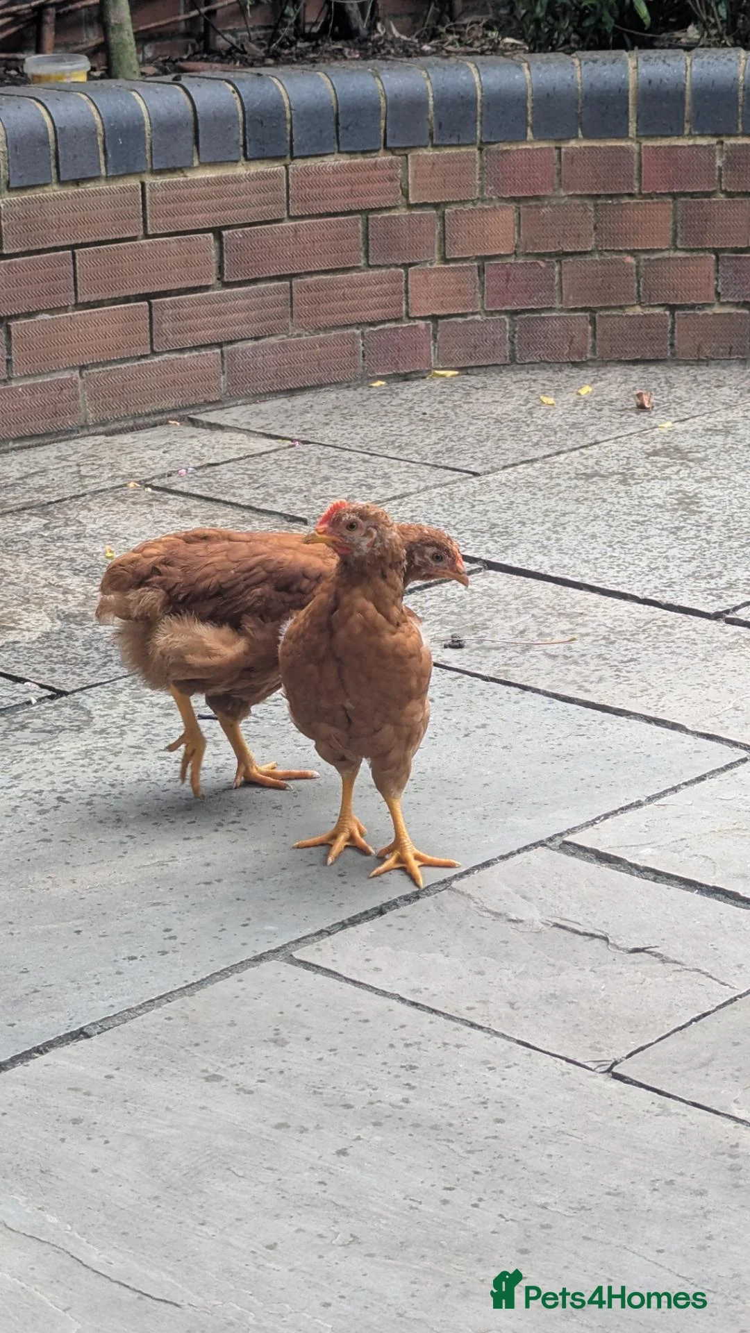 Chickens poultry for sale: Two 8 weeks old chickens for sale  in Letchworth Garden City - Advert 2