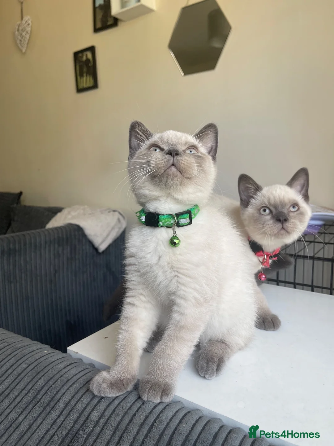 British Shorthair cats for sale: 💙 GCCF Pedigree Blue Colourpoint BSH Kitten - Advert 1