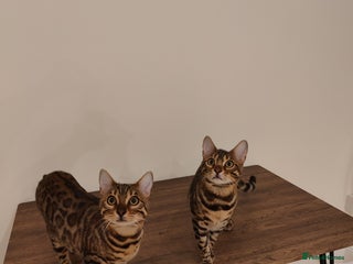 Bengal cats - Advert 29