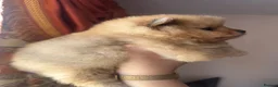 Pomeranian dogs for sale: Small pedigree puppies - Advert 18