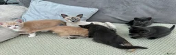 Mixed Breed cats for sale: Siamese Russian blue kittens  - Advert 3