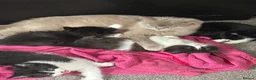 British Shorthair cats for sale: British shorthair cross Domestic longhair kittens  in Chesterfield - Advert 1