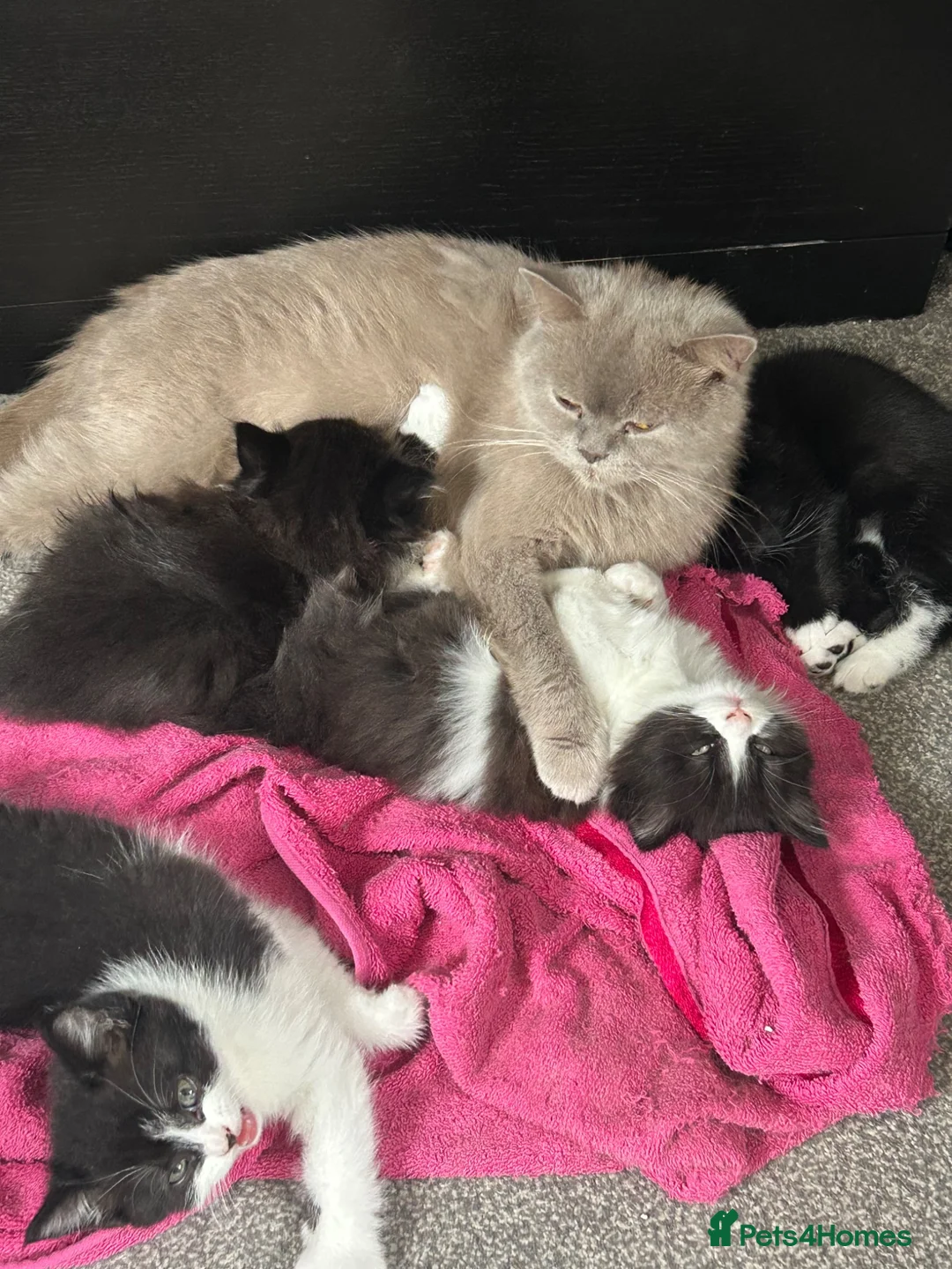 British Shorthair cats for sale: British shorthair cross Domestic longhair kittens  in Chesterfield - Advert 1