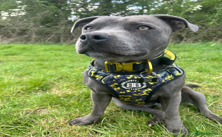 Staffordshire Bull Terrier dogs - Advert 3