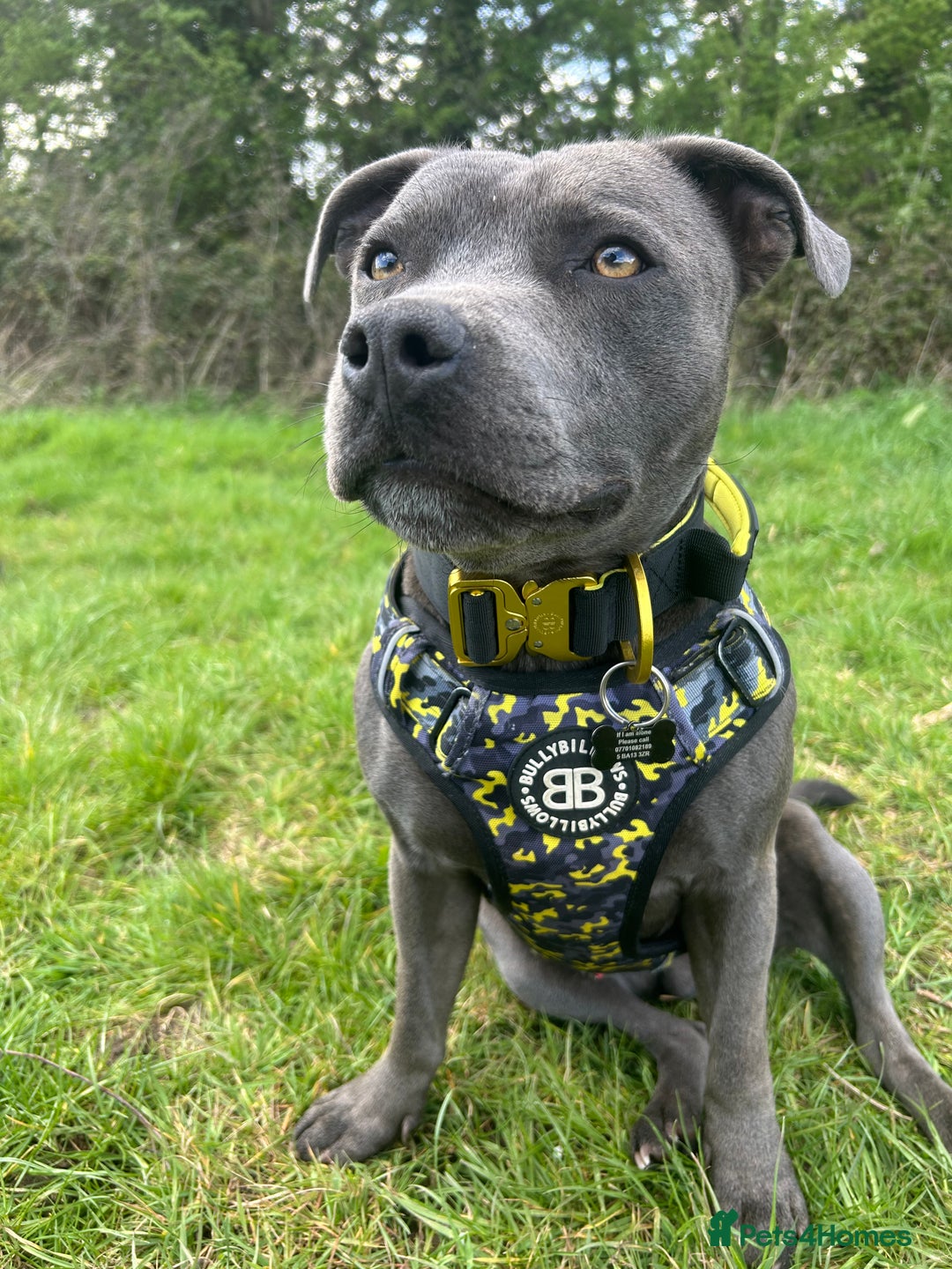 Staffordshire Bull Terrier dogs for stud: STUD pure bred blue Staffordshire bull terrier  - Image 1
