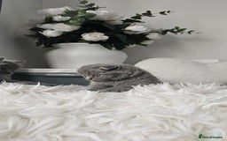 Scottish Fold cats for sale: 3 Beautiful Scottish Fold Kittens(Taki,Taco,Tango) - Image 13