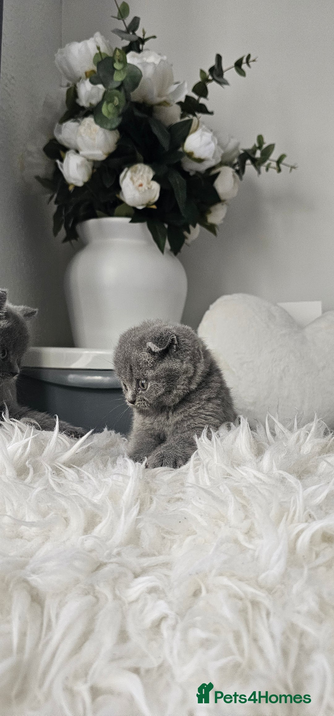 Scottish Fold cats for sale: 3 Beautiful Scottish Fold Kittens(Taki,Taco,Tango) - Image 13