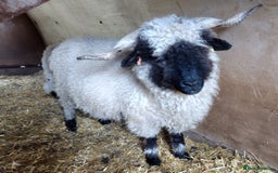 Sheep livestock for sale: Valais Blacknose Ewes, shearlings and ewelambs - Image 5